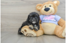 Petite Shih Poo Poodle Mix Pup