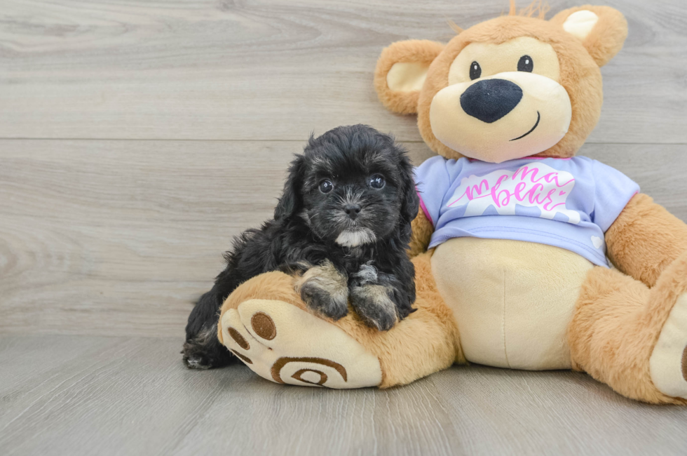 5 week old Shih Poo Puppy For Sale - Florida Fur Babies