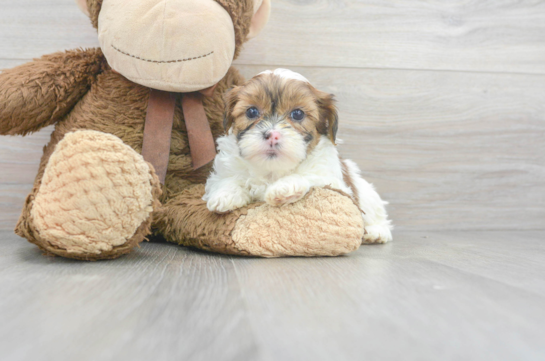 teacup shih poo puppies