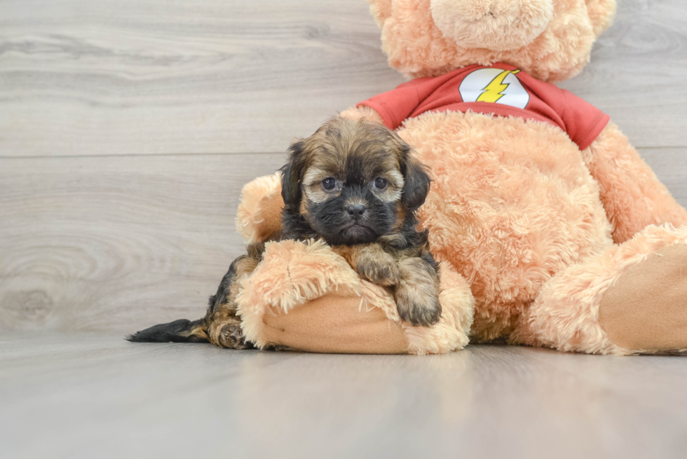 Shih Poo Puppy for Adoption