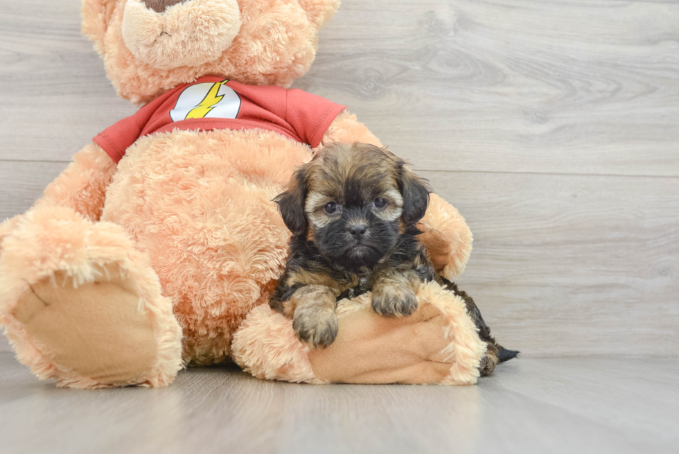 Happy Shih Poo Baby