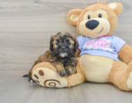 6 week old Shih Poo Puppy For Sale - Florida Fur Babies