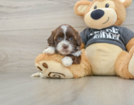 8 week old Shih Poo Puppy For Sale - Florida Fur Babies