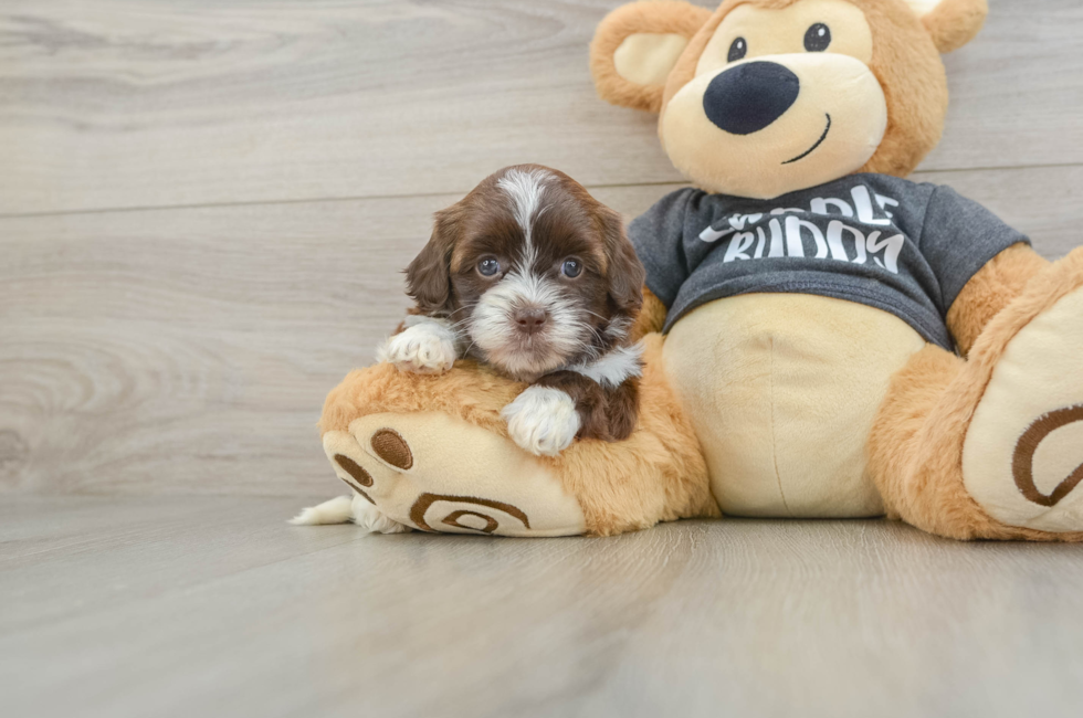 5 week old Shih Poo Puppy For Sale - Florida Fur Babies