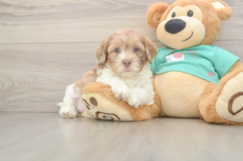5 week old Shih Poo Puppy For Sale - Florida Fur Babies