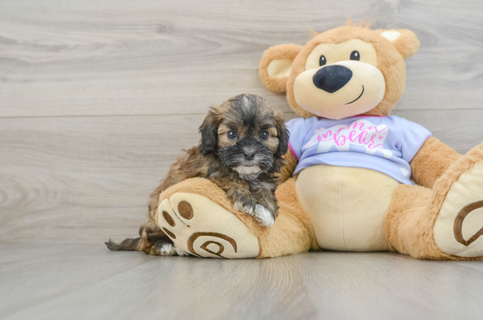 5 week old Shih Poo Puppy For Sale - Florida Fur Babies