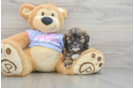 Shih Poo Puppy for Adoption