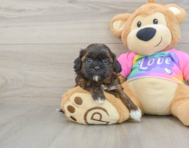 8 week old Shih Poo Puppy For Sale - Florida Fur Babies