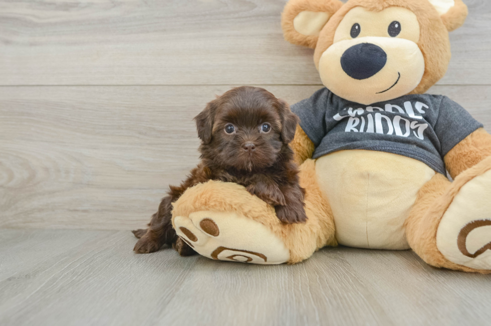 5 week old Shih Poo Puppy For Sale - Florida Fur Babies