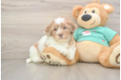 Playful Shihpoo Poodle Mix Puppy