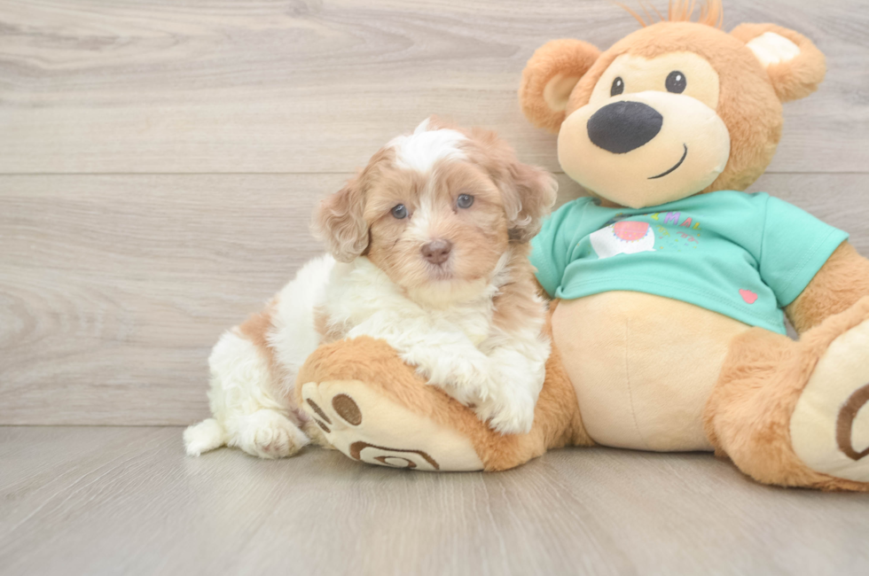 5 week old Shih Poo Puppy For Sale - Florida Fur Babies