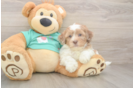 Small Shih Poo Baby