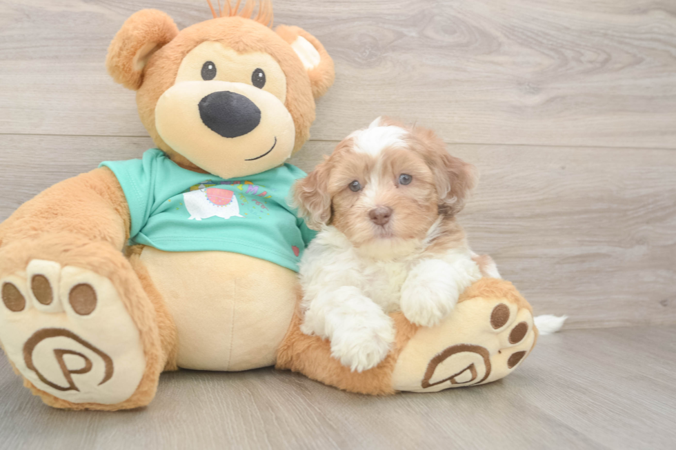 Small Shih Poo Baby