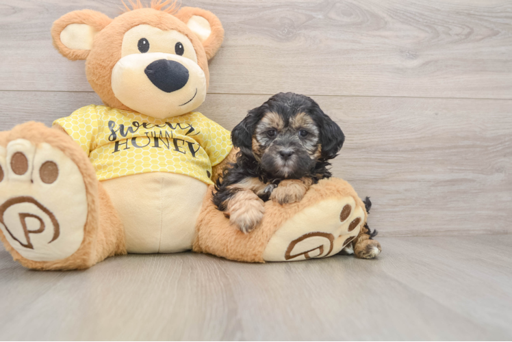 Friendly Shih Poo Baby