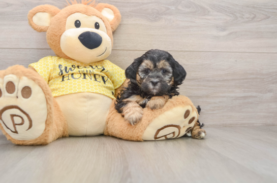 Friendly Shih Poo Baby