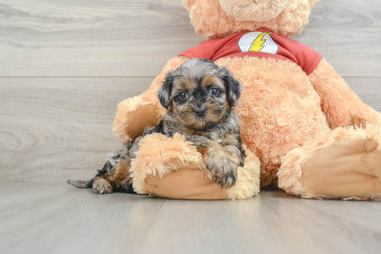 Cute Shih Poo Baby