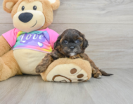 8 week old Shih Poo Puppy For Sale - Florida Fur Babies