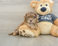 8 week old Shih Poo Puppy For Sale - Florida Fur Babies