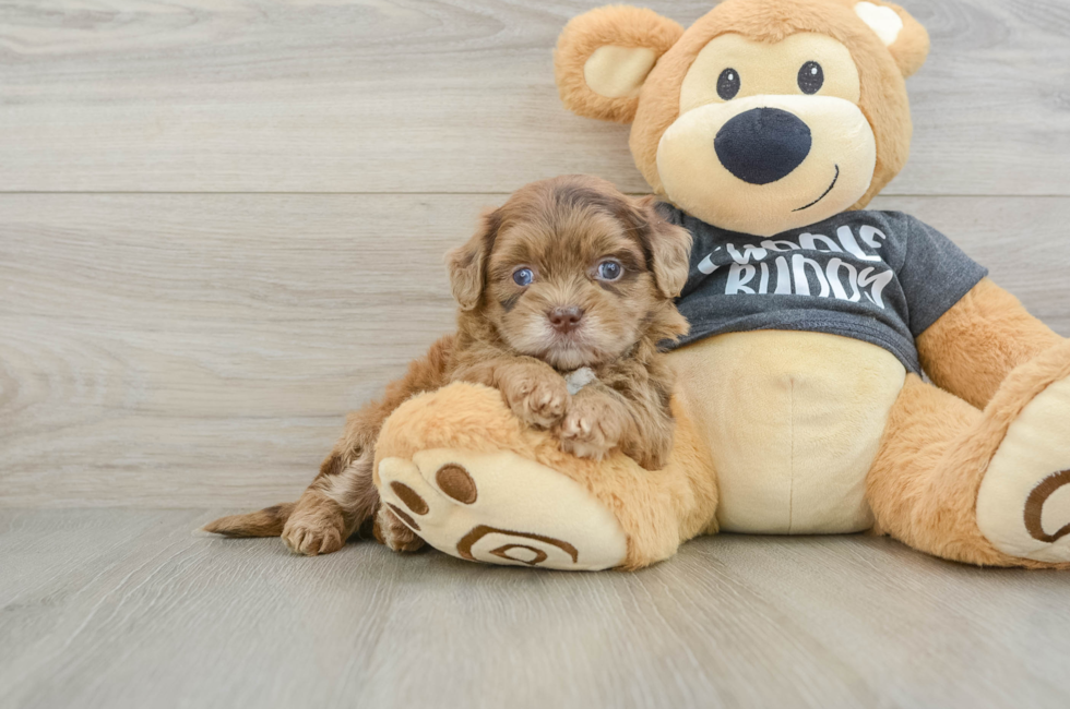 5 week old Shih Poo Puppy For Sale - Florida Fur Babies