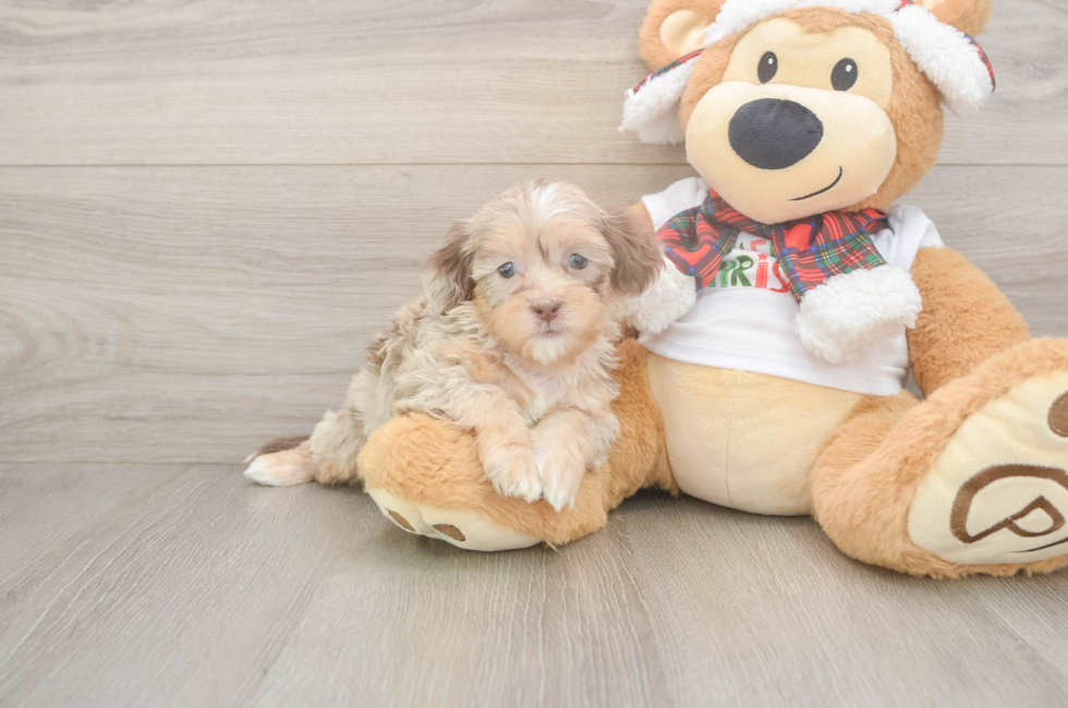5 week old Shih Poo Puppy For Sale - Florida Fur Babies