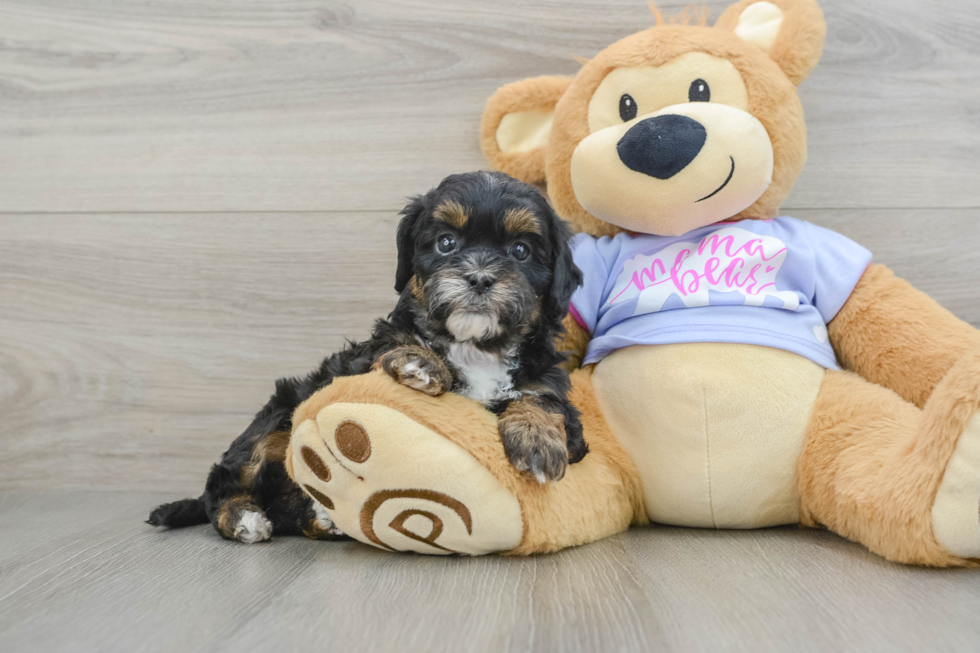 Energetic Shih Poo Poodle Mix Puppy