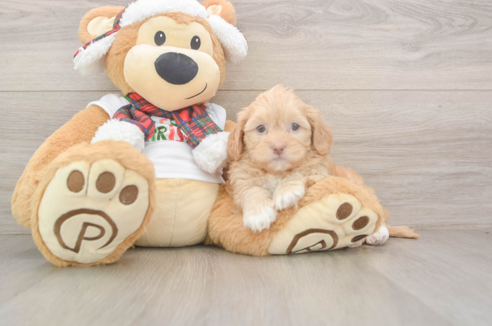 5 week old Shih Poo Puppy For Sale - Florida Fur Babies