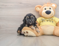 7 week old Shih Poo Puppy For Sale - Florida Fur Babies