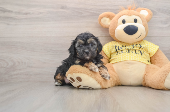 Shih Poo Pup Being Cute