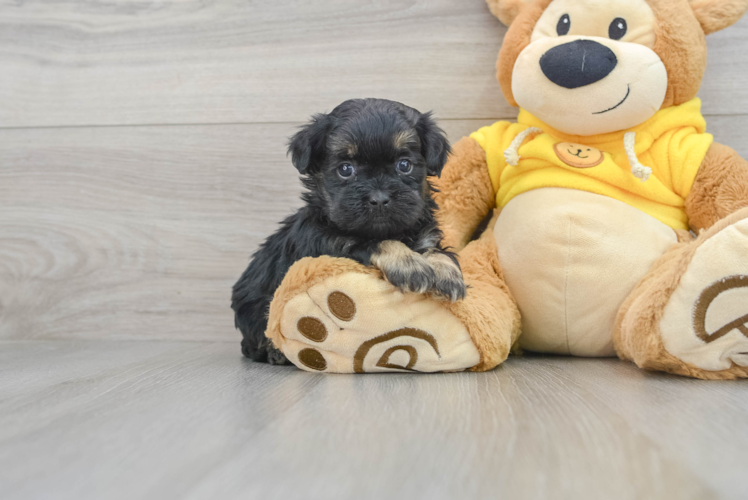 Best Shih Poo Baby