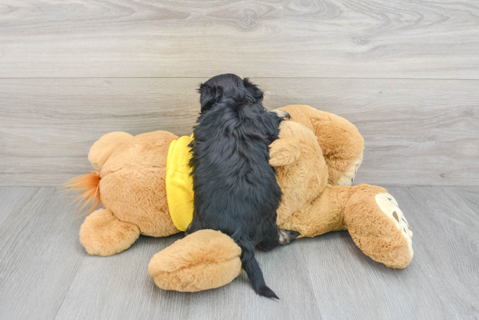 Shih Poo Puppy for Adoption