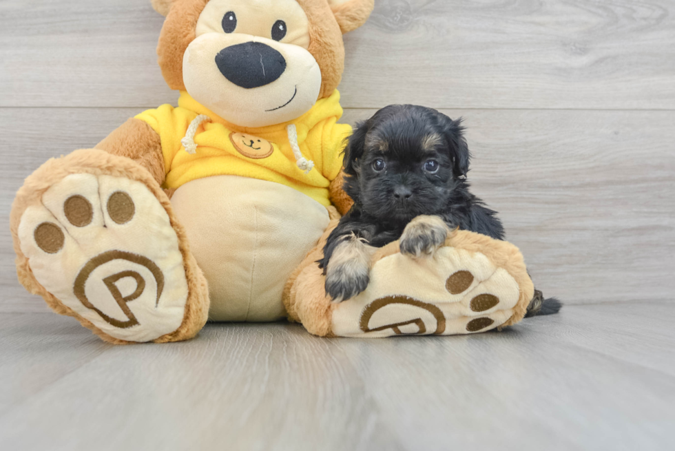 Shih Poo Pup Being Cute