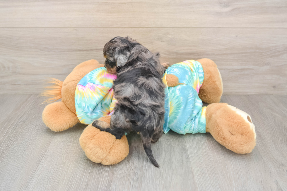 Shih Poo Puppy for Adoption
