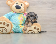 5 week old Shih Poo Puppy For Sale - Florida Fur Babies