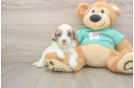 Best Shih Poo Baby