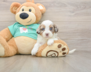 8 week old Shih Poo Puppy For Sale - Florida Fur Babies