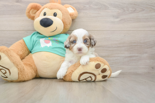 Petite Shih Poo Poodle Mix Pup