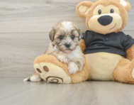8 week old Shih Poo Puppy For Sale - Florida Fur Babies