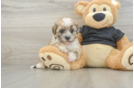 Petite Shih Poo Poodle Mix Pup