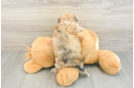 Cute Shih Poo Baby