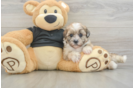 Shih Poo Pup Being Cute
