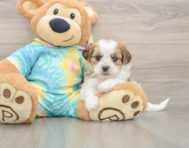 5 week old Shih Poo Puppy For Sale - Florida Fur Babies