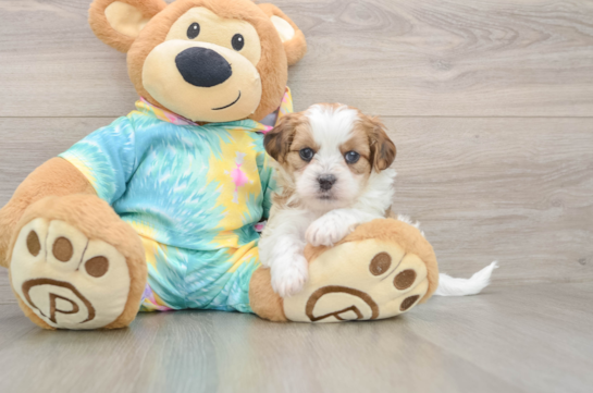 Adorable Shih Poo Poodle Mix Puppy