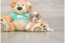 Little Shih Poo Poodle Mix Puppy
