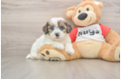 Shih Poo Puppy for Adoption
