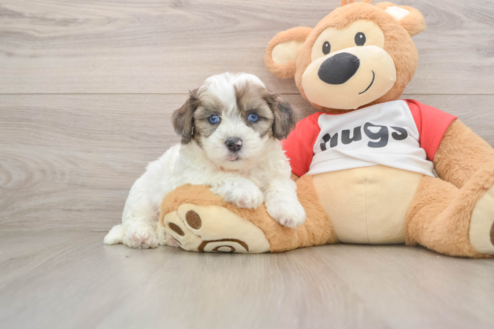 Shih Poo Puppy for Adoption
