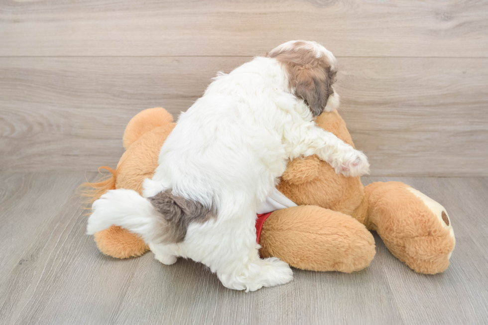 Best Shih Poo Baby