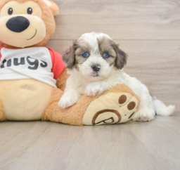 7 week old Shih Poo Puppy For Sale - Florida Fur Babies
