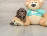 8 week old Shih Poo Puppy For Sale - Florida Fur Babies