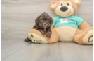 Friendly Shih Poo Baby