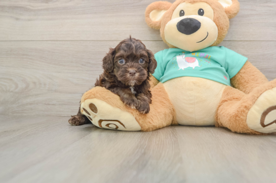 Friendly Shih Poo Baby